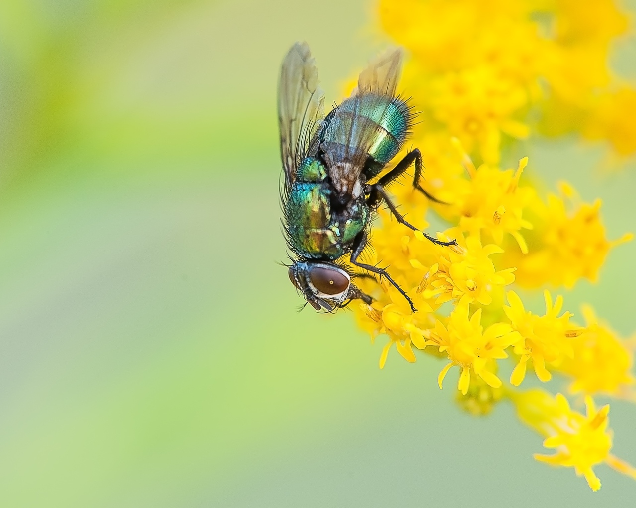 Зеленая муха сидит на желтом цветке