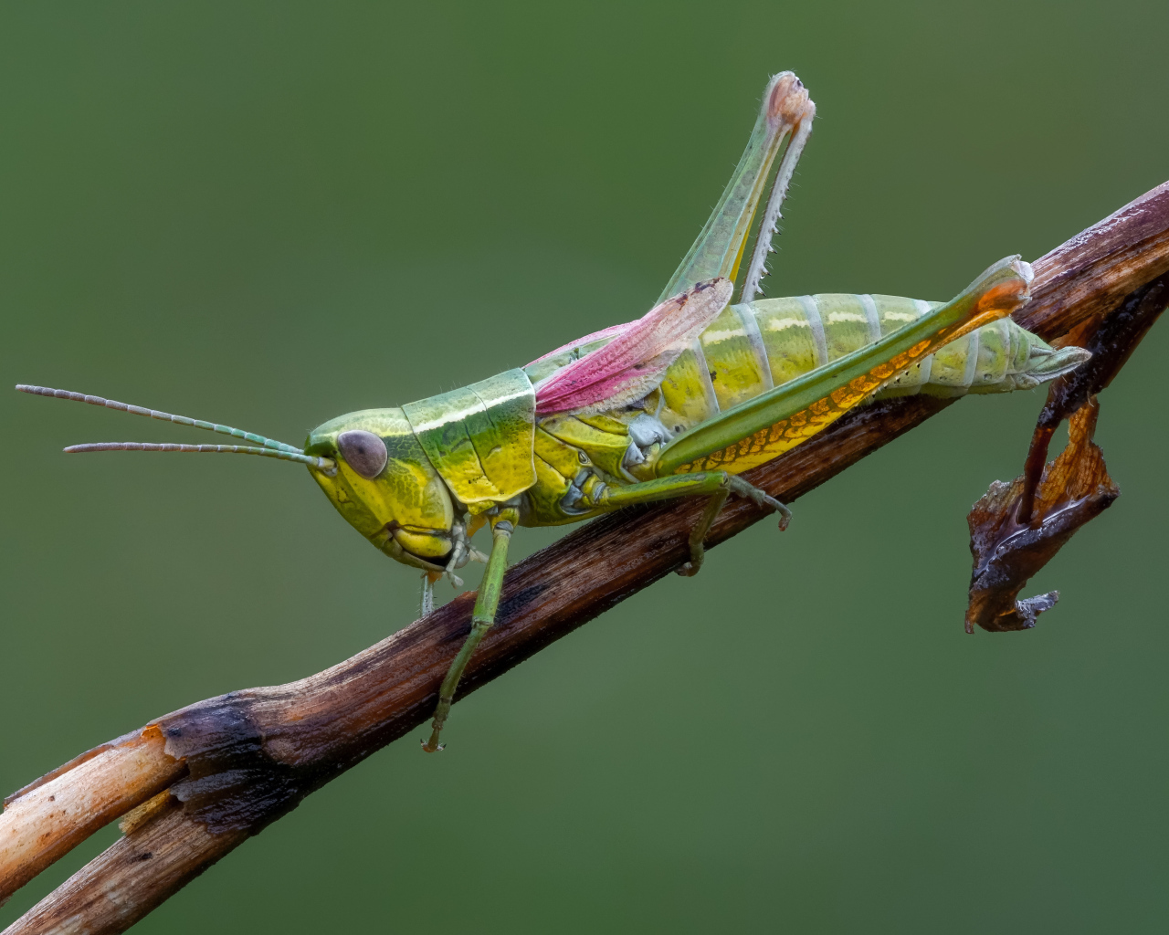 Зеленый кузнечик сидит на лозе винограда