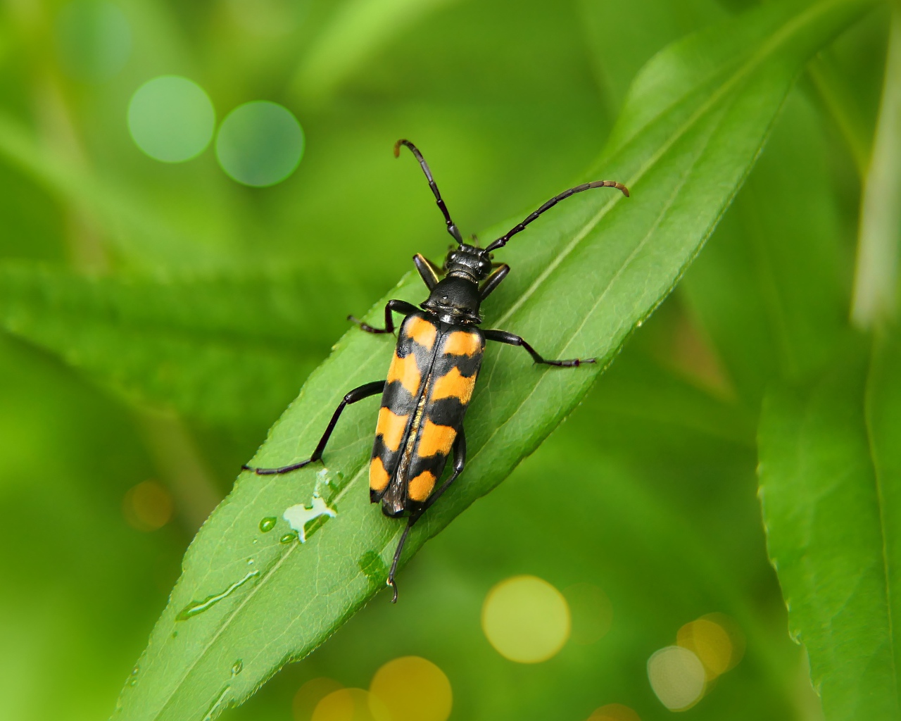 Большой черно-желтый жук сидит на зеленом листе 