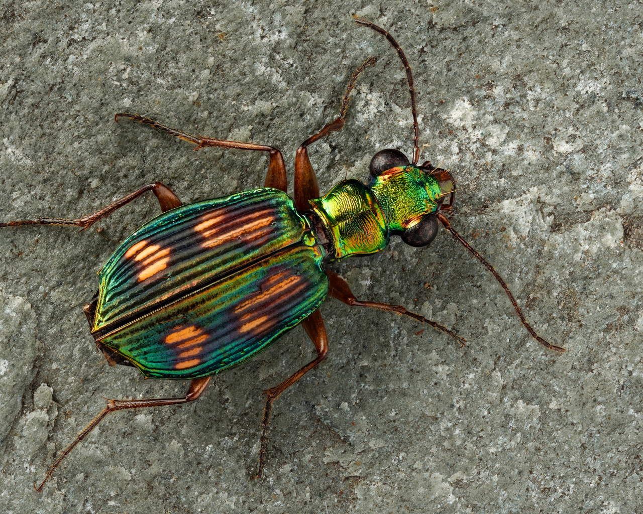 Большой бронзовый жук на серой стене 