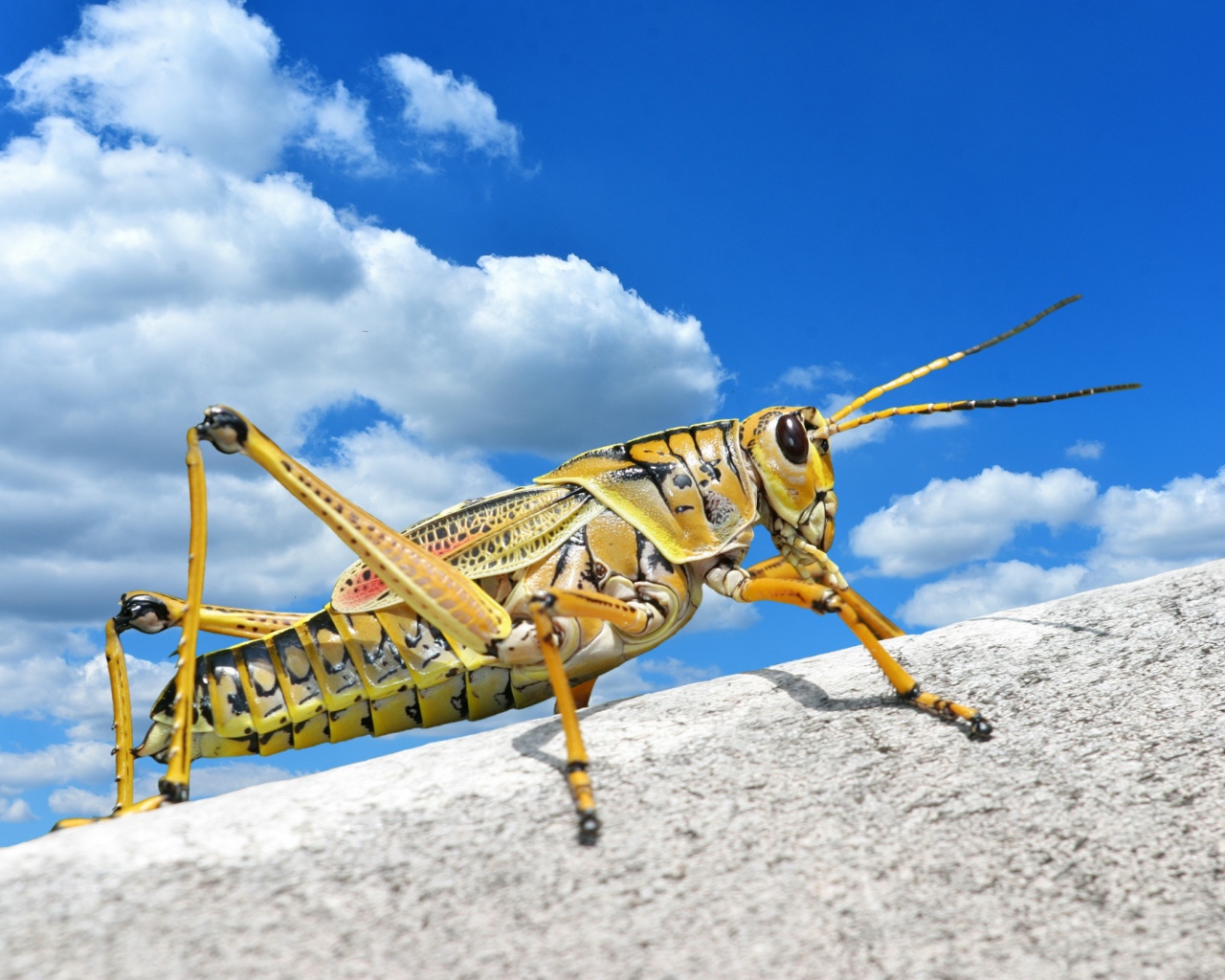 Большой кузнечик на камне на фоне голубого неба 