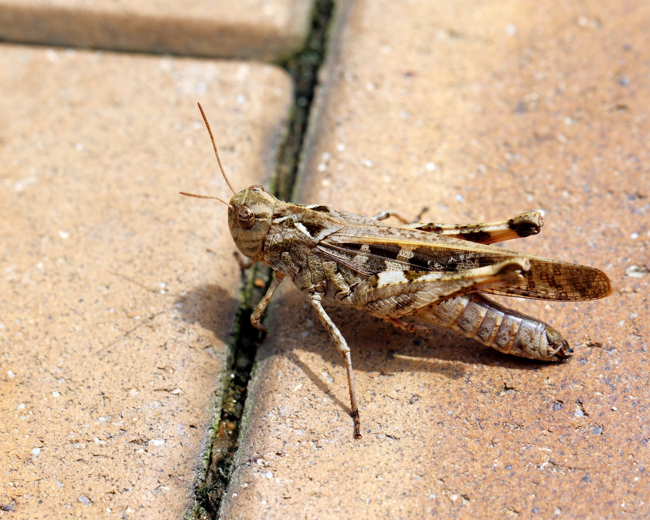 Большой серый кузнечик на плитке