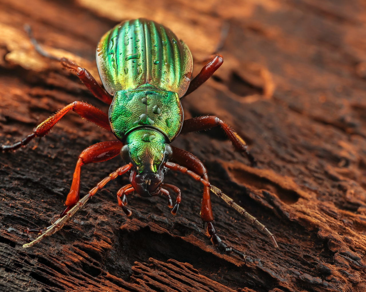 Большой зеленый жук Жужелица сидит на коряге