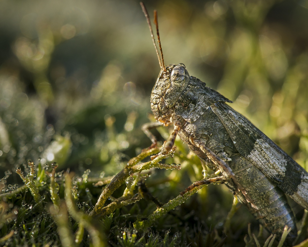 Большая зеленая саранча крупным планом