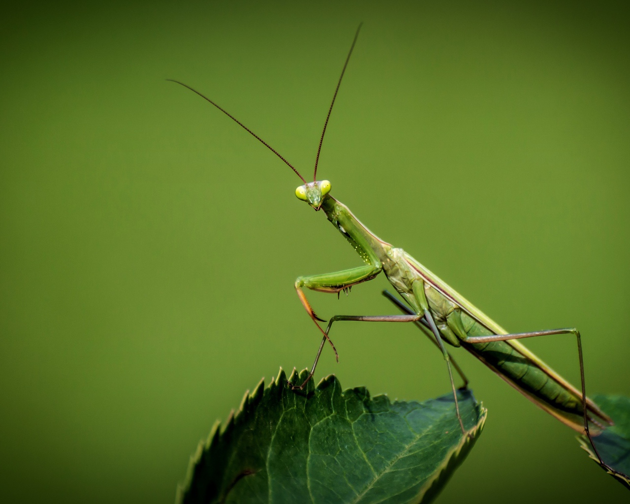Большой зеленый богомол на зеленом листе 