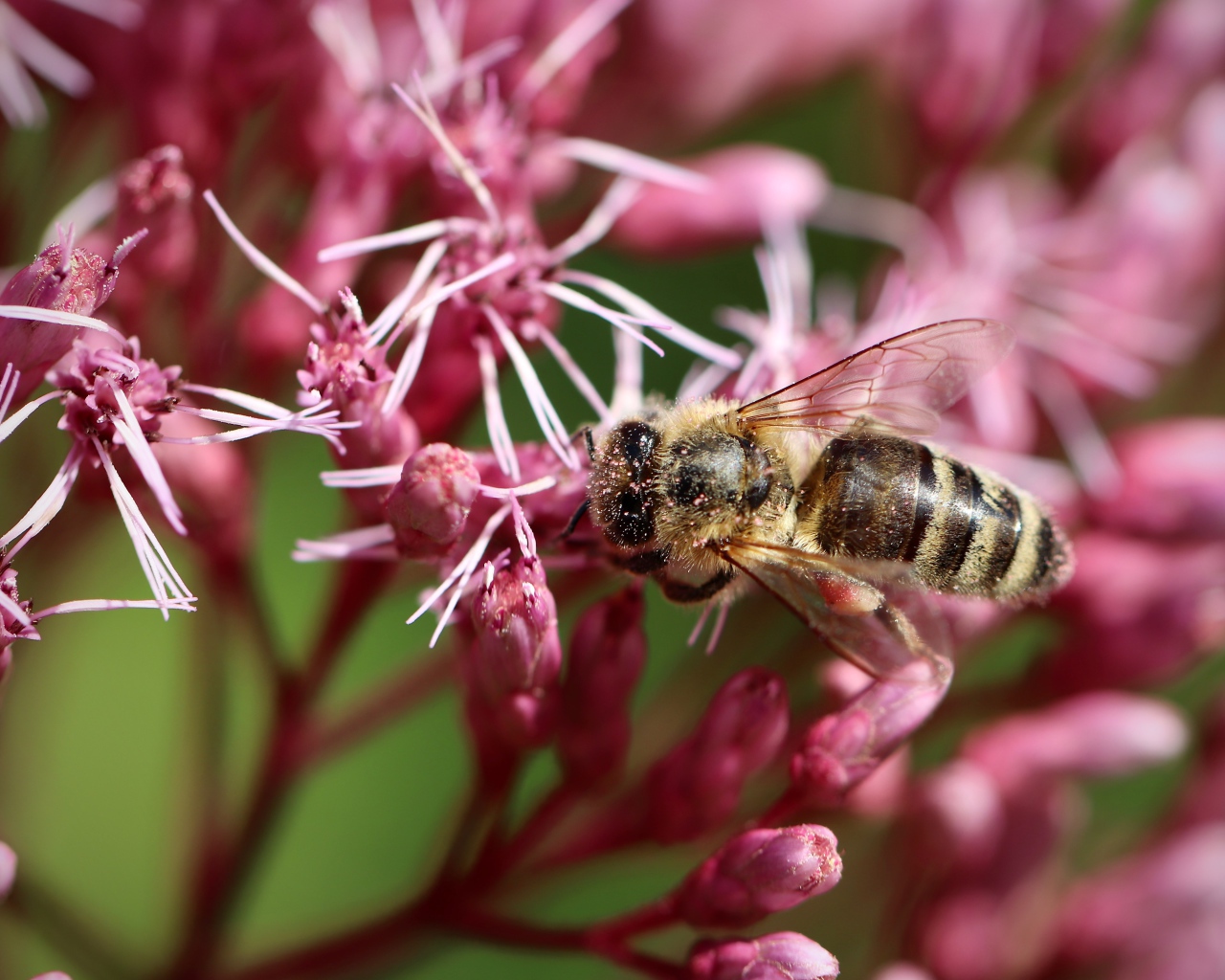 Маленькая пчела собирает нектар на розовом цветке
