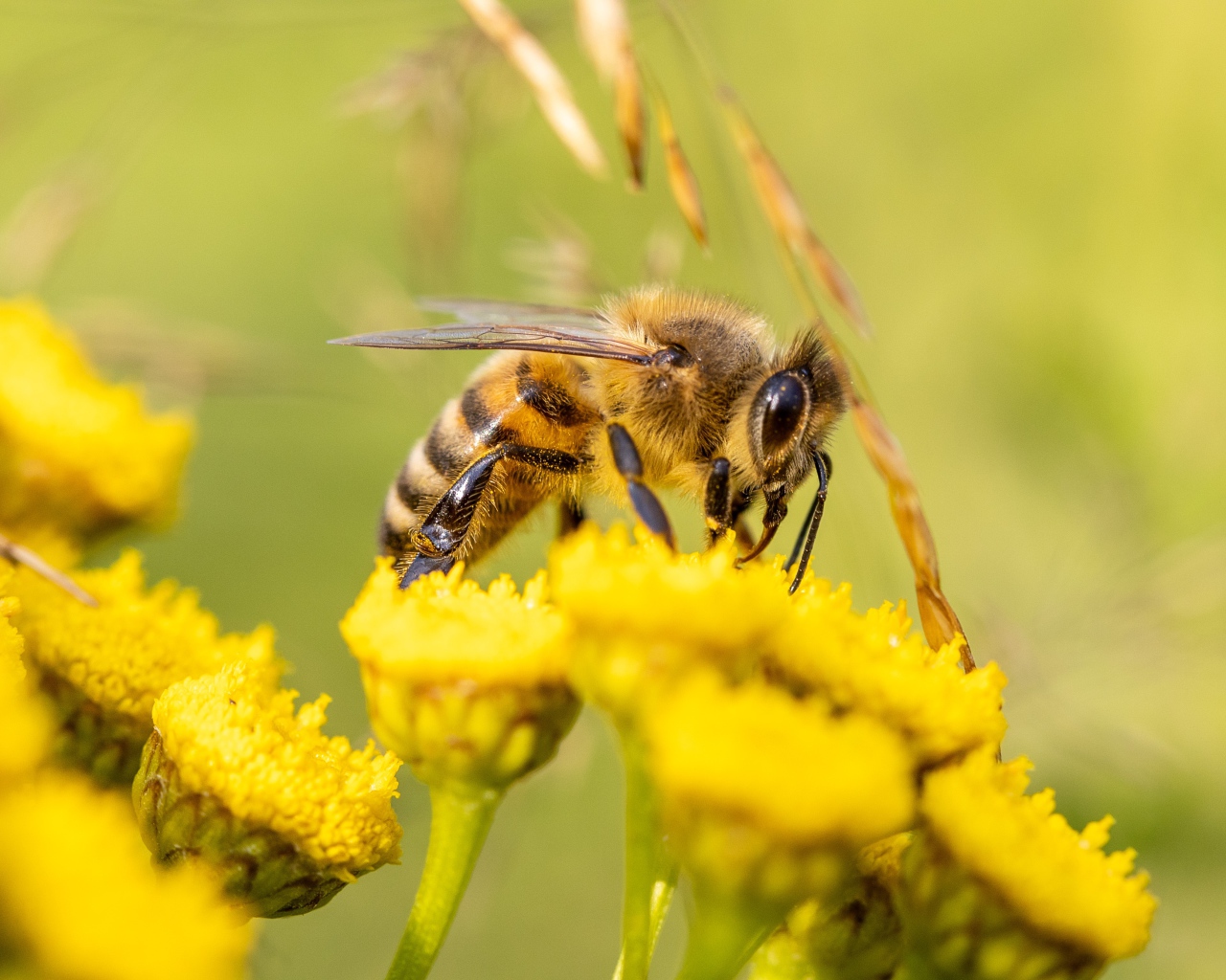 Маленькая пчела на желтом цветке пижмы