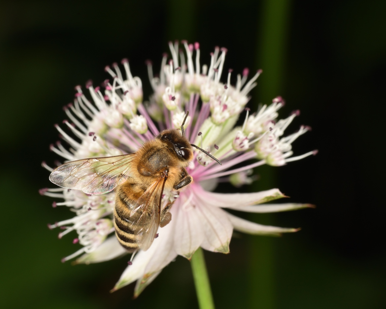 Маленькая пчела сидит на цветке