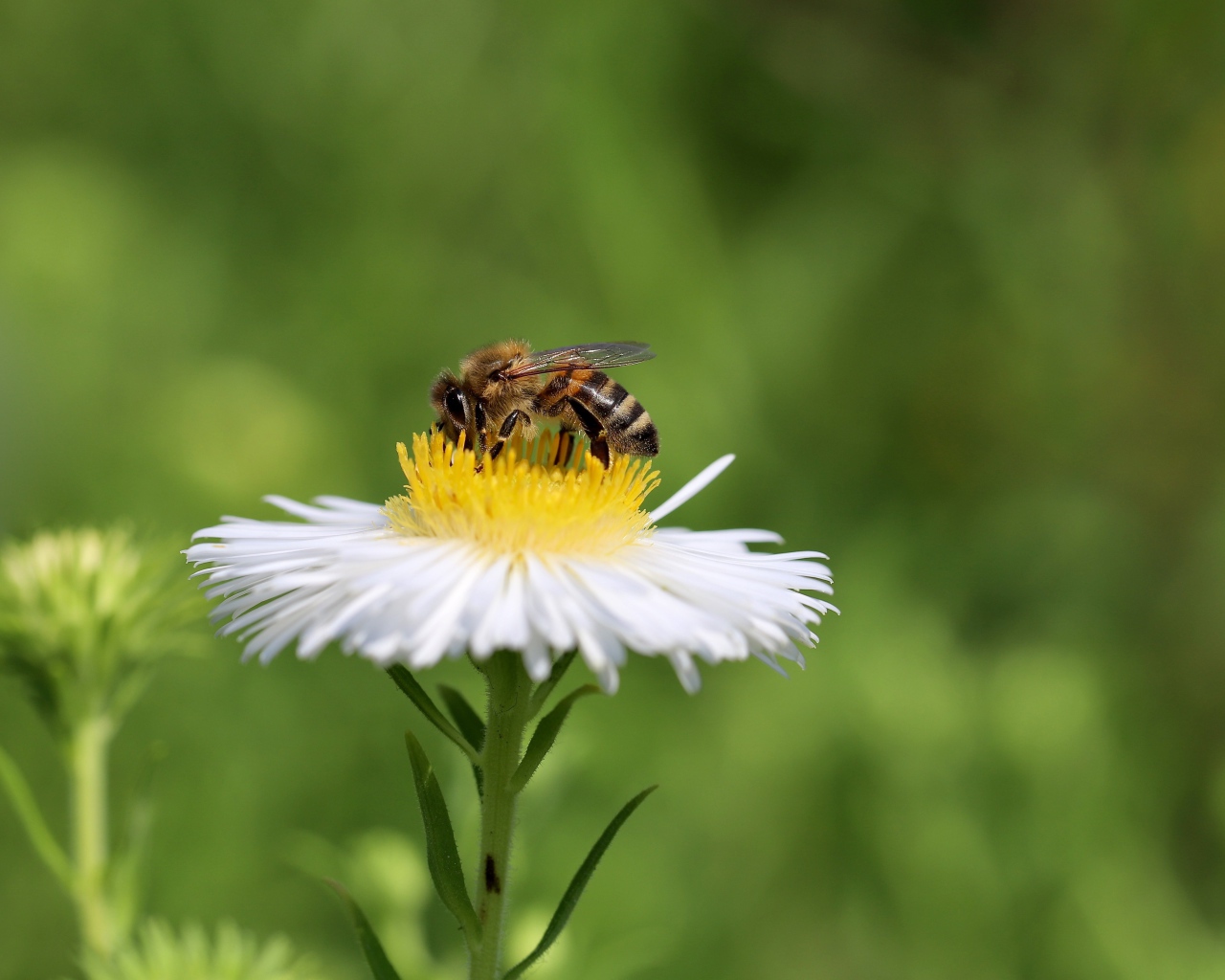 Маленькая пчела сидит на белом полевом цветке 