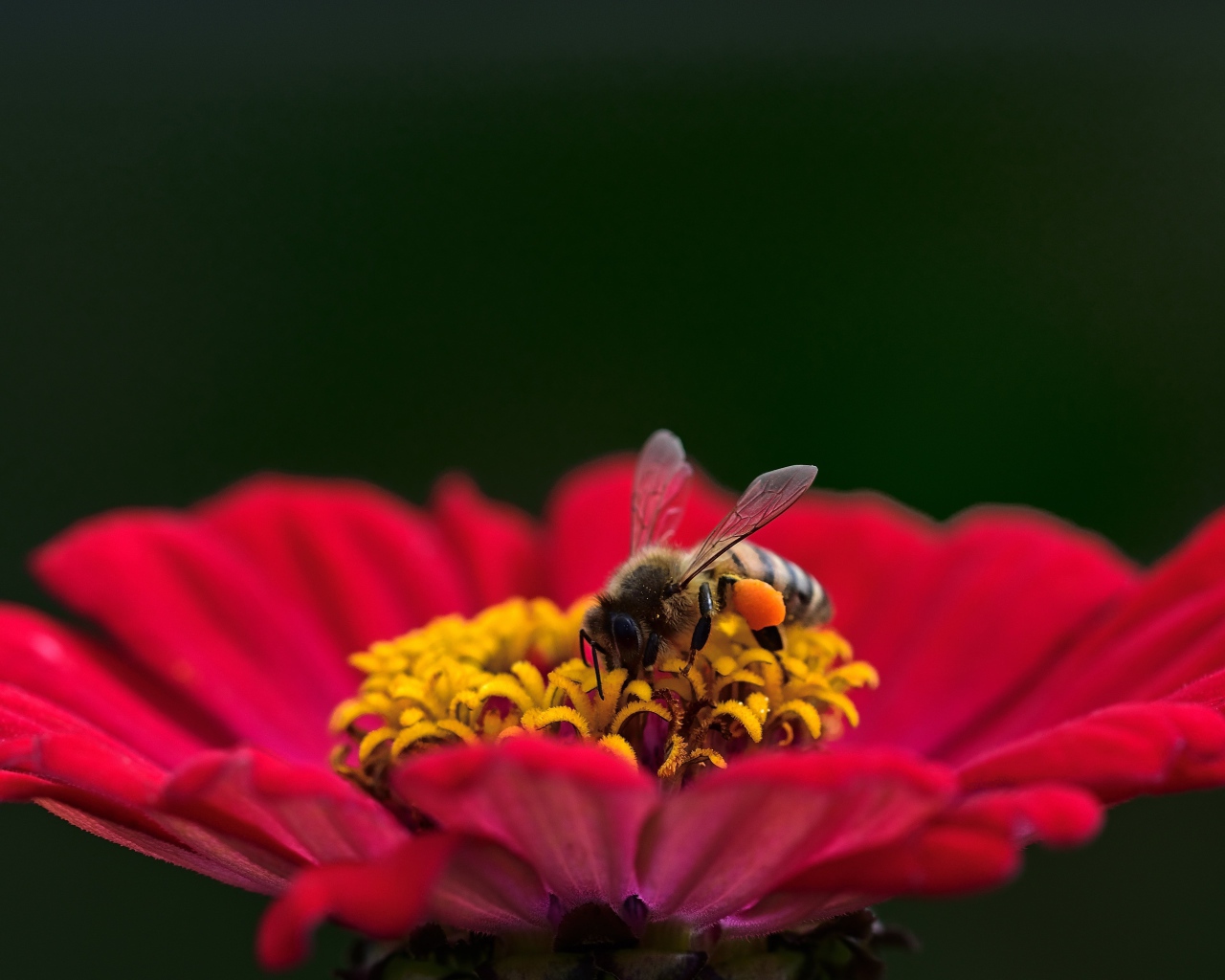 Маленькая пчела сидит на цветке циннии на зеленом фоне