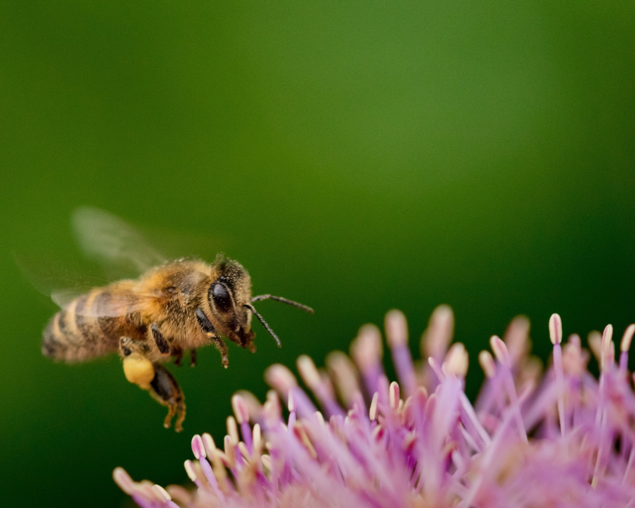 Маленькая пчела с розовым цветком на зеленом фоне