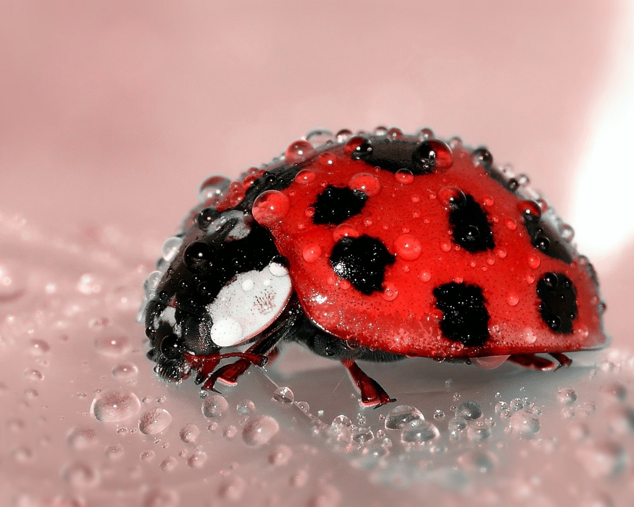Маленькая красная божья коровка в каплях воды
