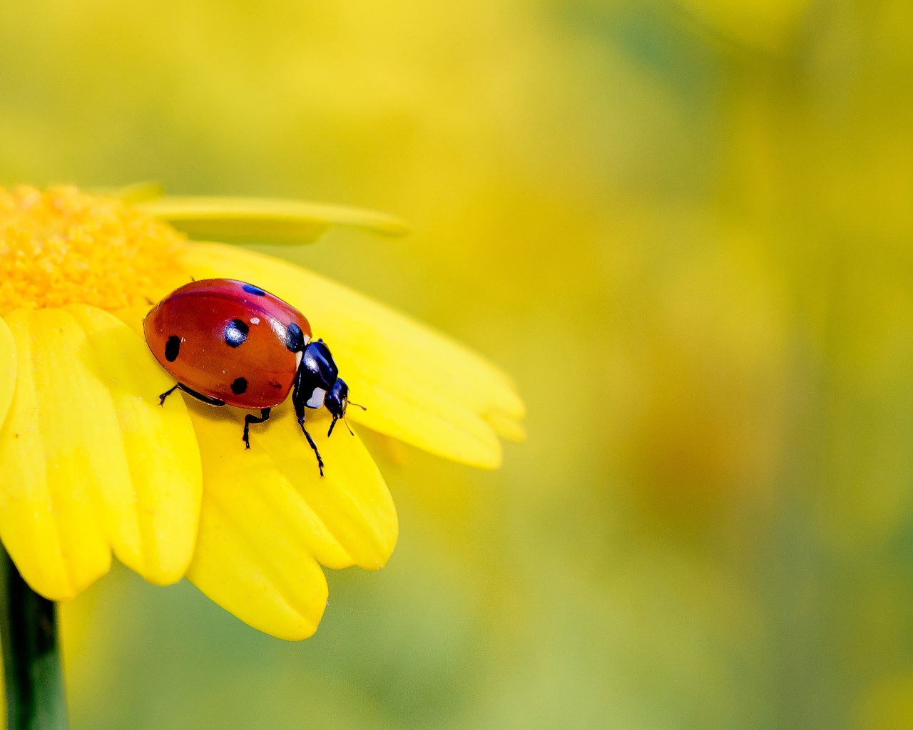 Маленькая красная божья коровка на желтом цветке 