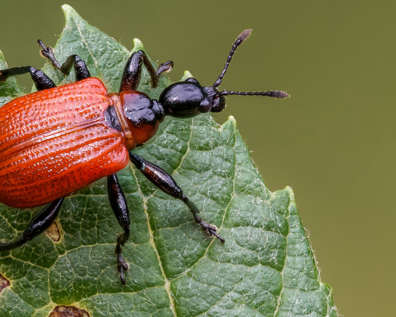 Оранжевый жук Трубковёрт орешниковый сидит на зеленом листе