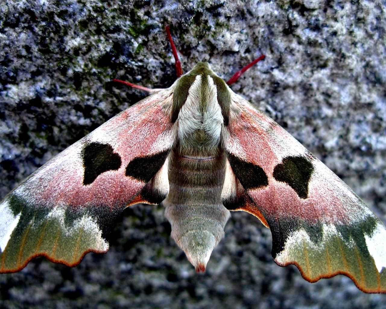 Бабочка сова крупным планом на камне