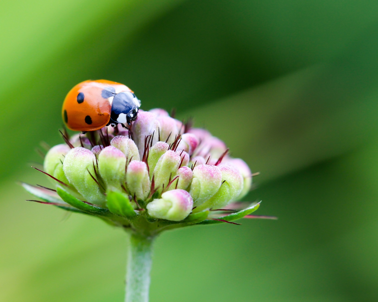 Красная божья коровка сидит на цветке на зеленом фоне