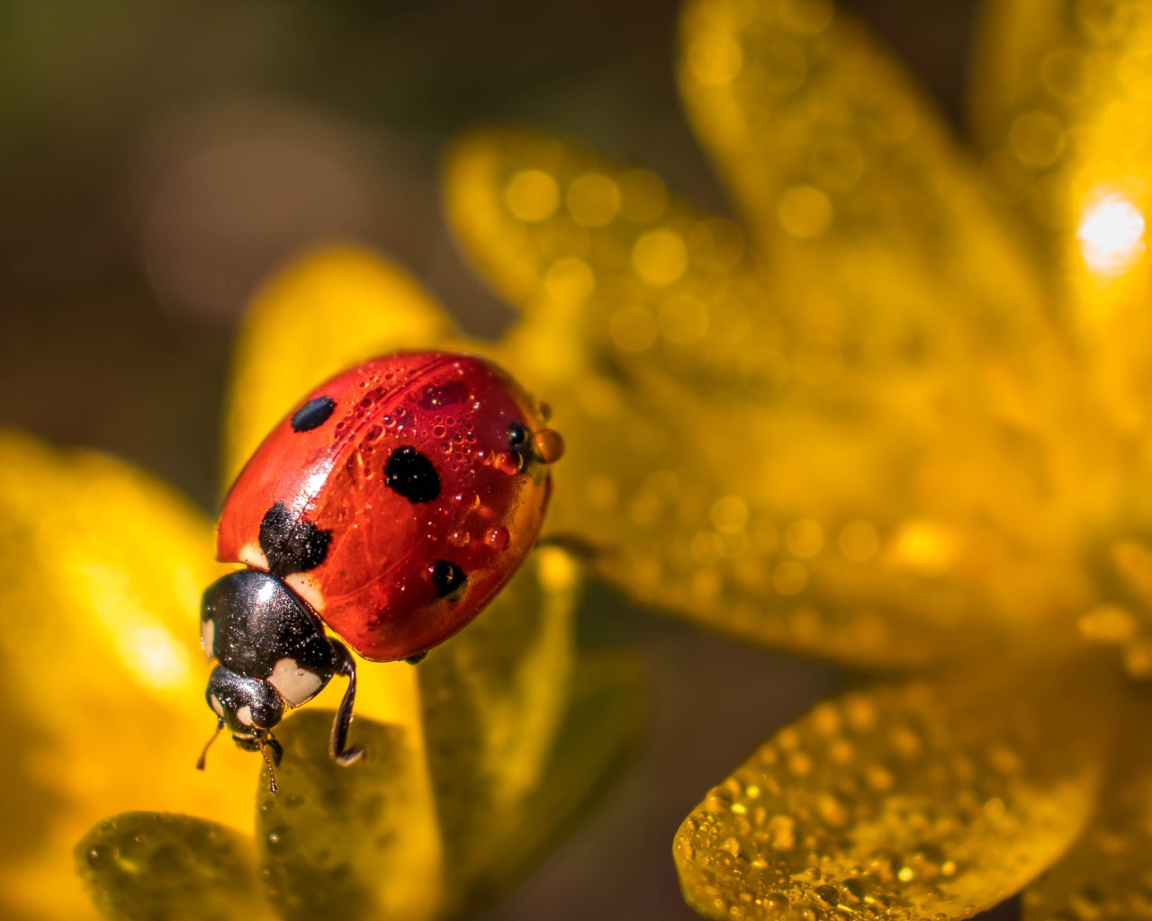 Красная божья коровка сидит на лепестках цветка