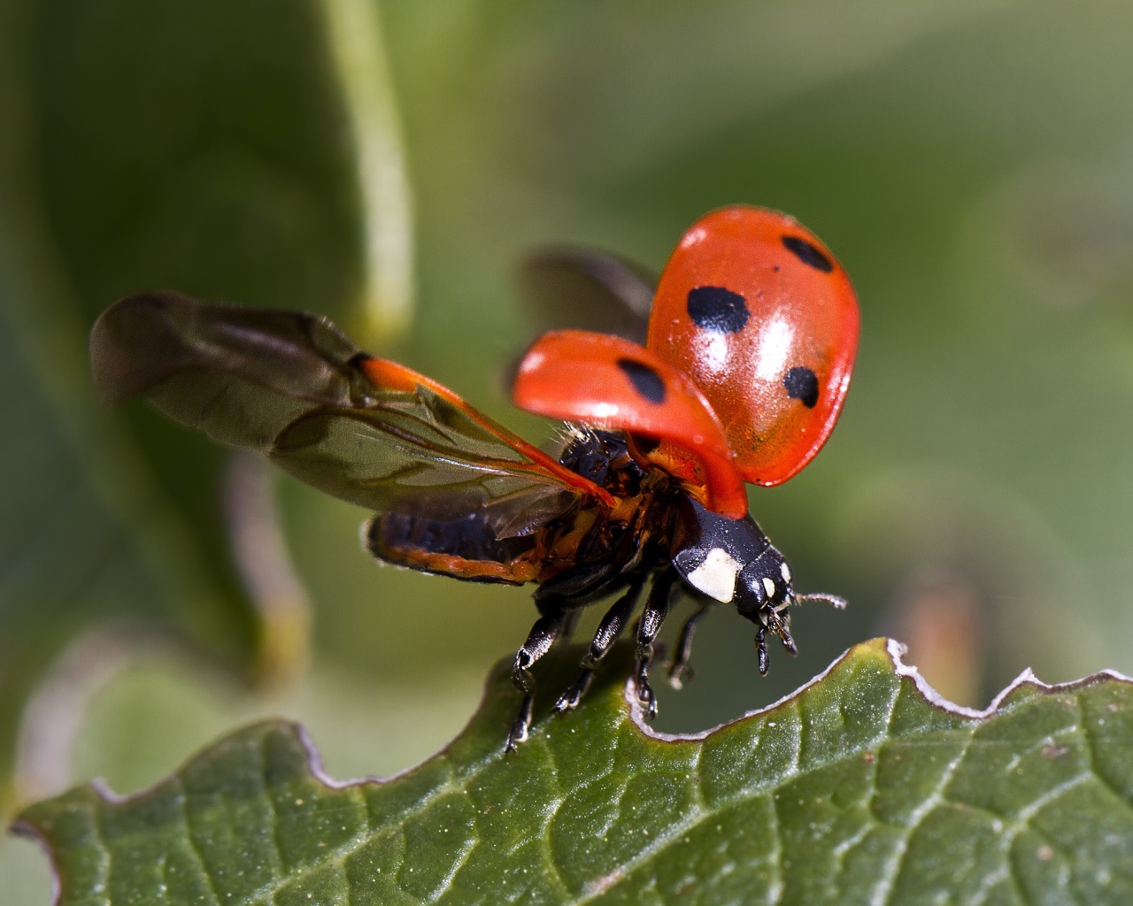 Красная божья коровка взлетает с зеленого листа 