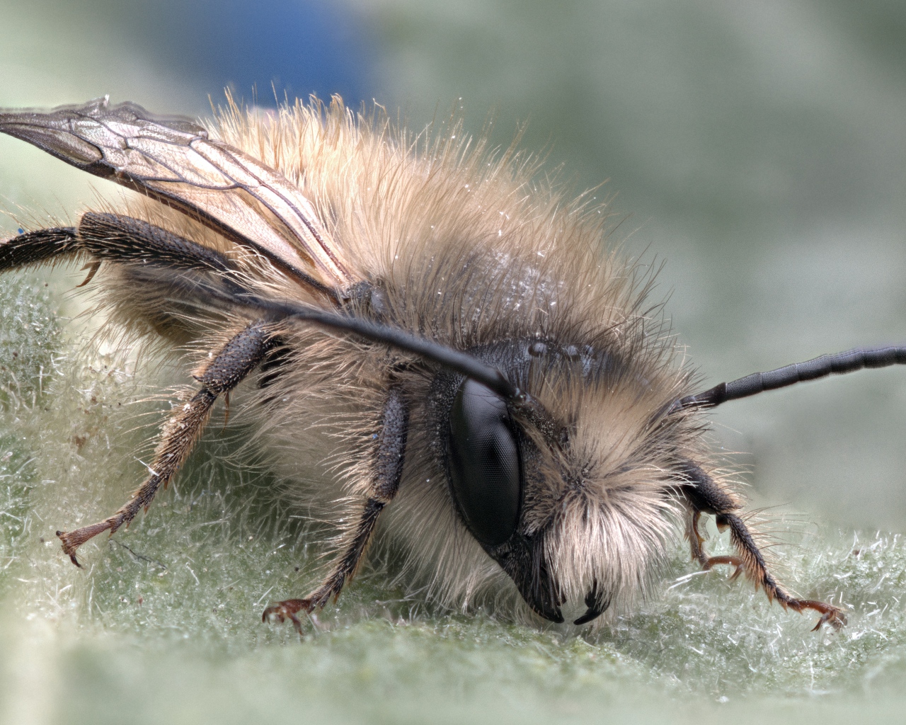 Маленькая пчела на листе крупным планом