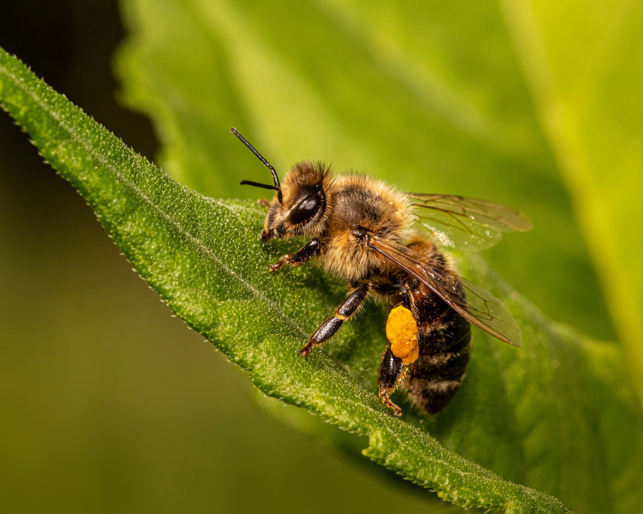 Маленькая пчела сидит на зеленом листе крупным планом 