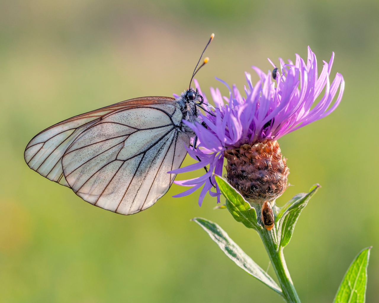 Маленькая голубая бабочка на сиреневом фоне