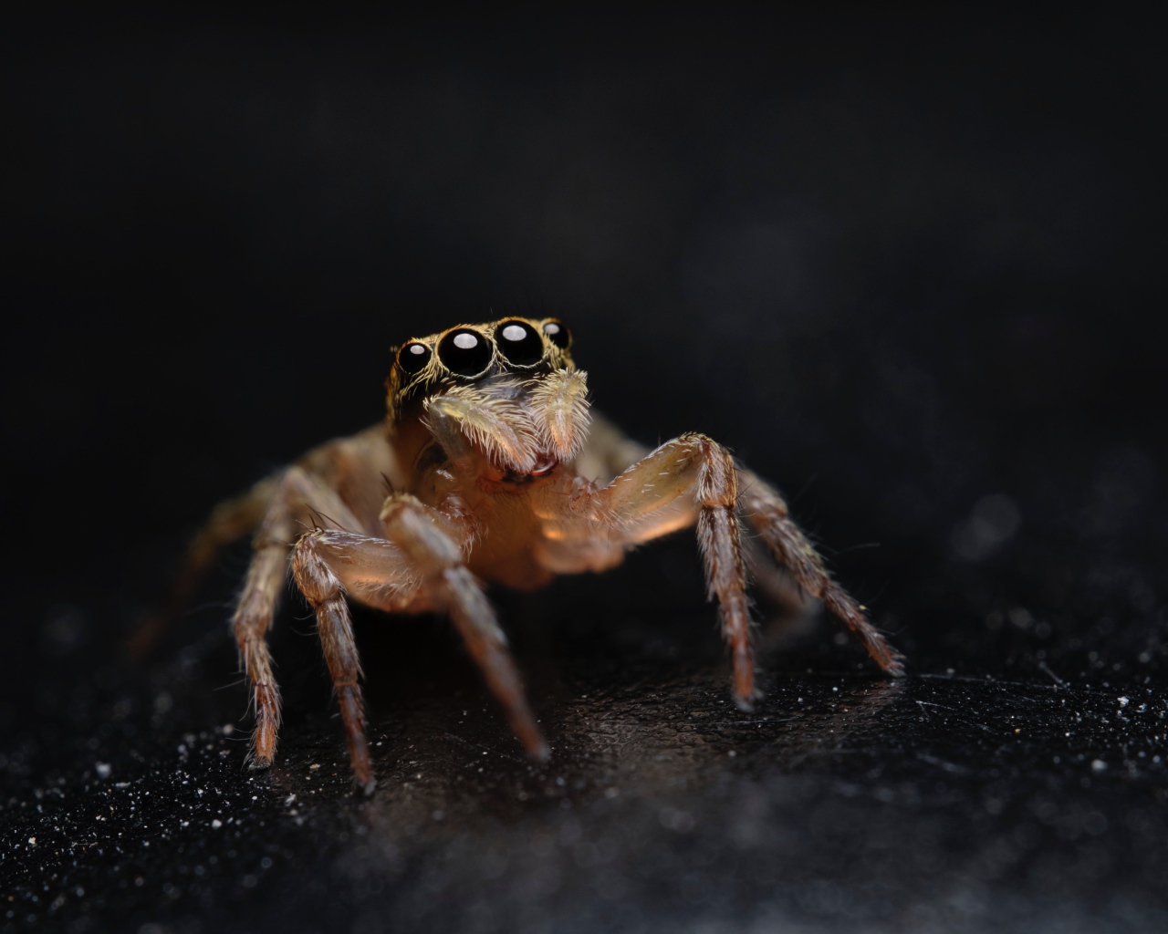 Паук с большими черными глазами крупным планом
