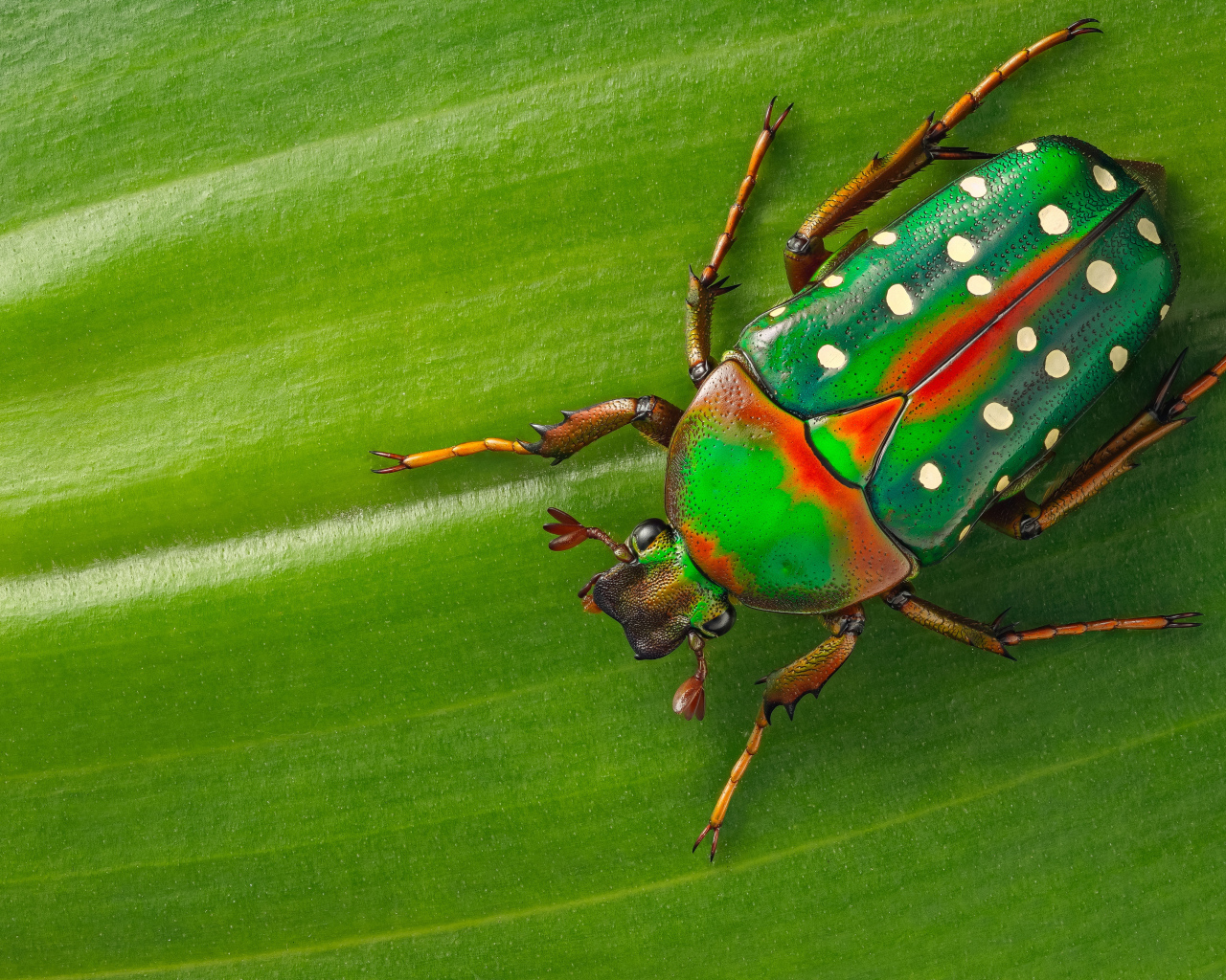 Жук Стефаноррина сидит на зеленом листе