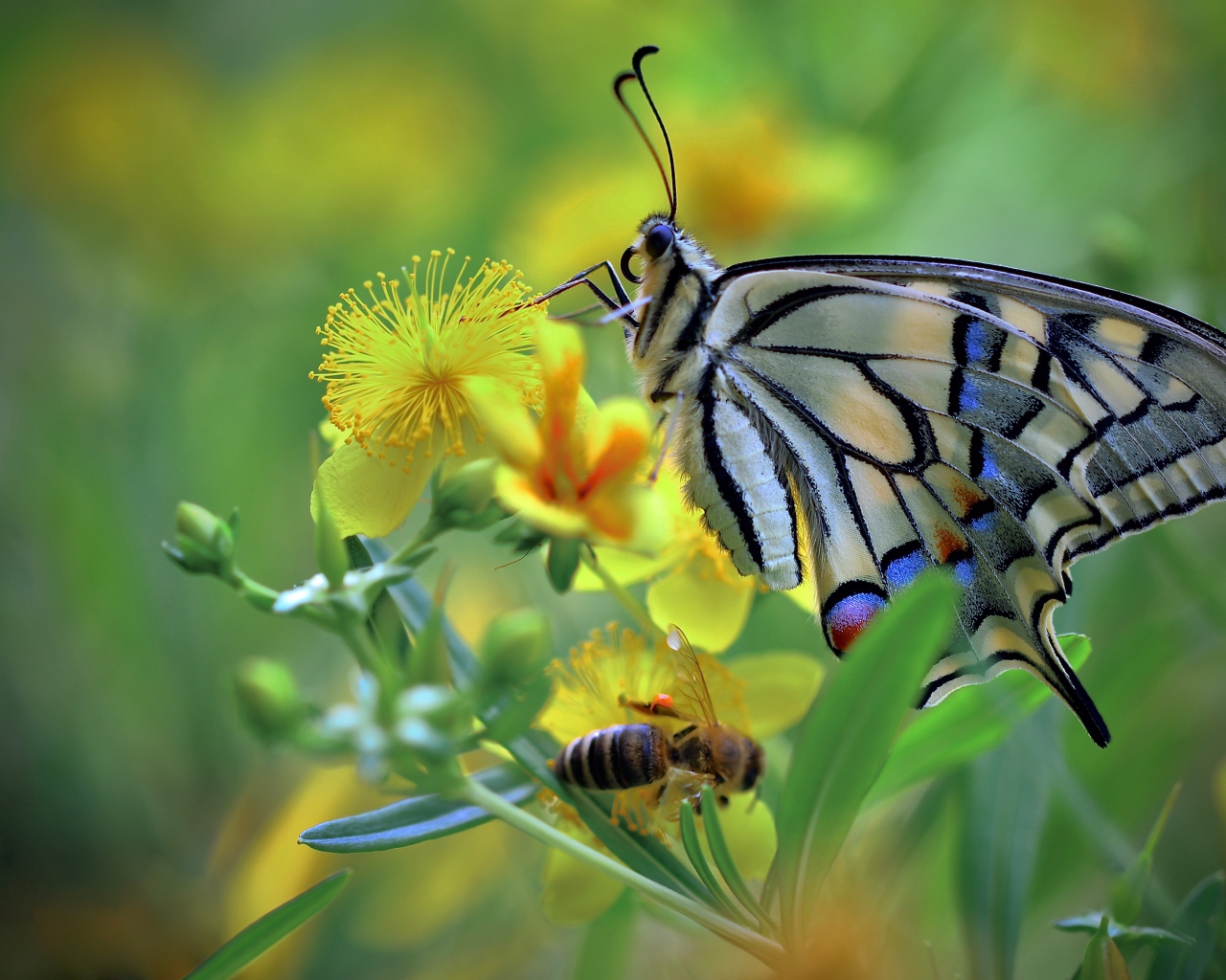 Бабочка махаон и пчела сидят на желтом цветке