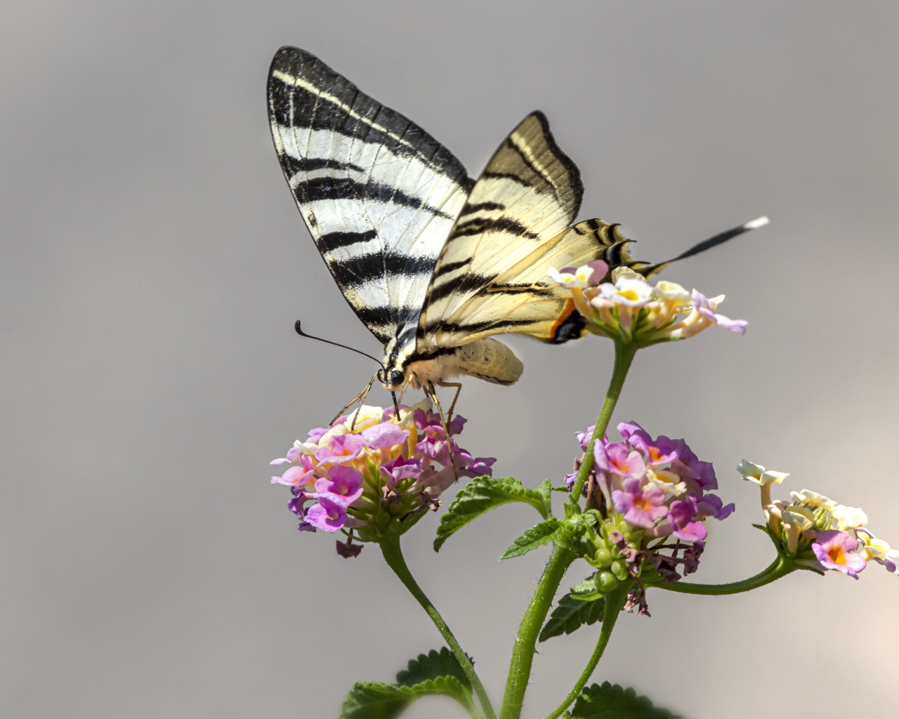 Бабочка махаон сидит на цветке на сером фоне