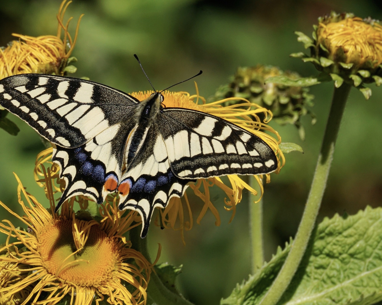Бабочка махаон сидит на желтом цветке 