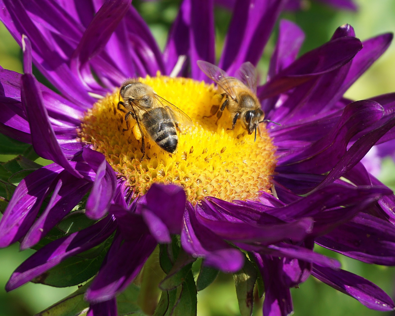 Две пчелы сидят на цветке астры