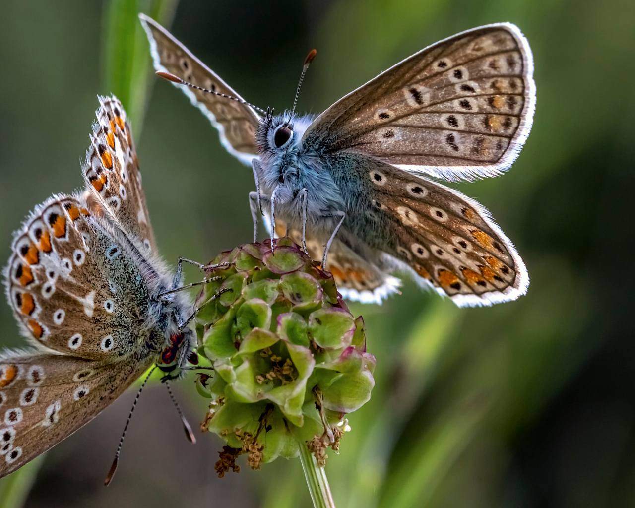 Две голубые бабочки на зеленом цветке 