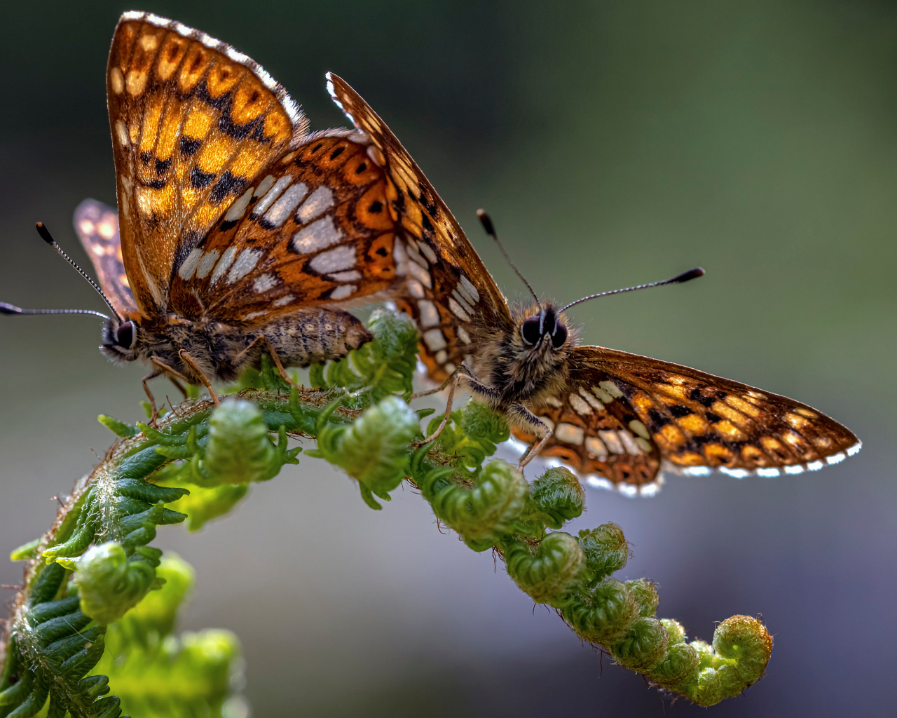 Две коричневые бабочки на зеленом листе папоротника 