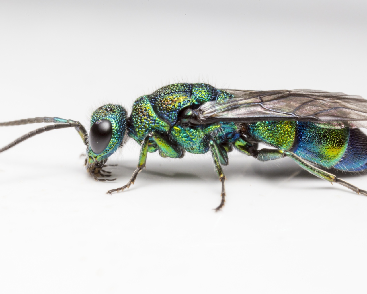 Оса огневая блестянка на белом фоне