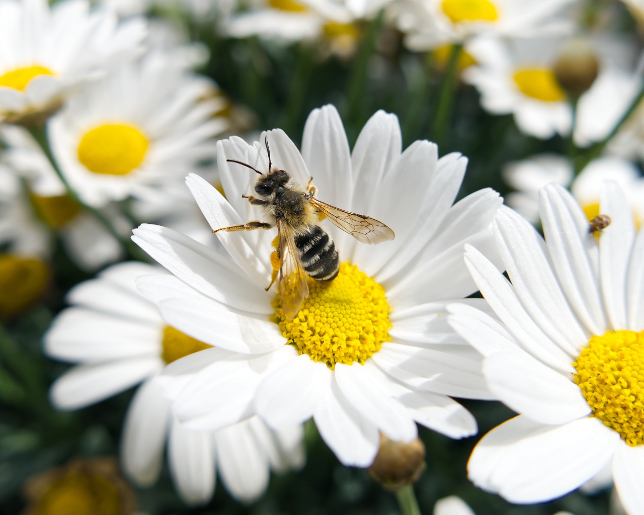 Белые полевые ромашки с пчелой 
