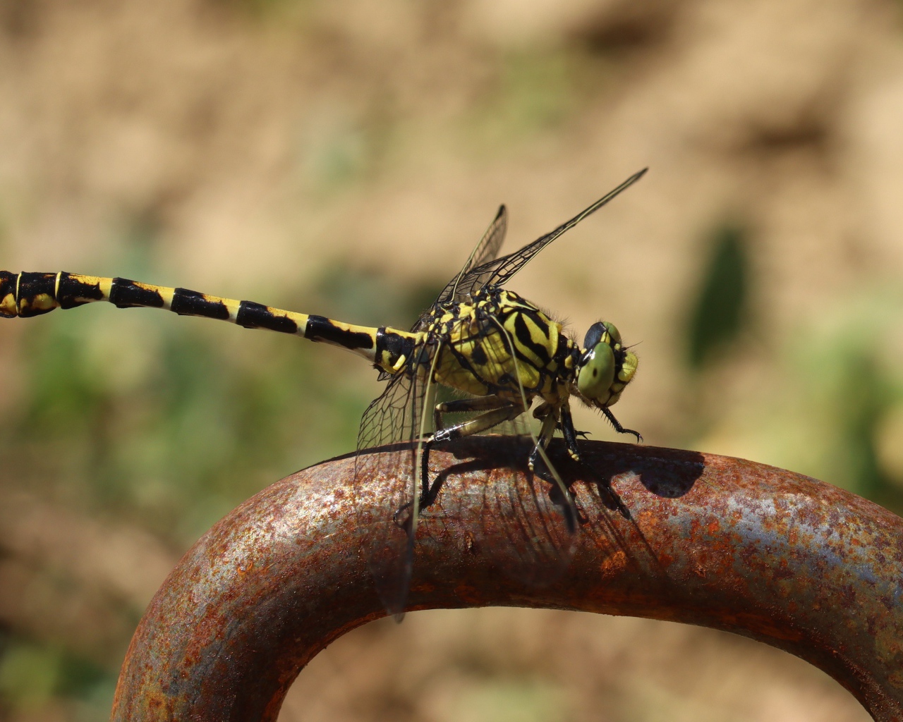 Желтая с черным стрекоза  на  железном поручне 