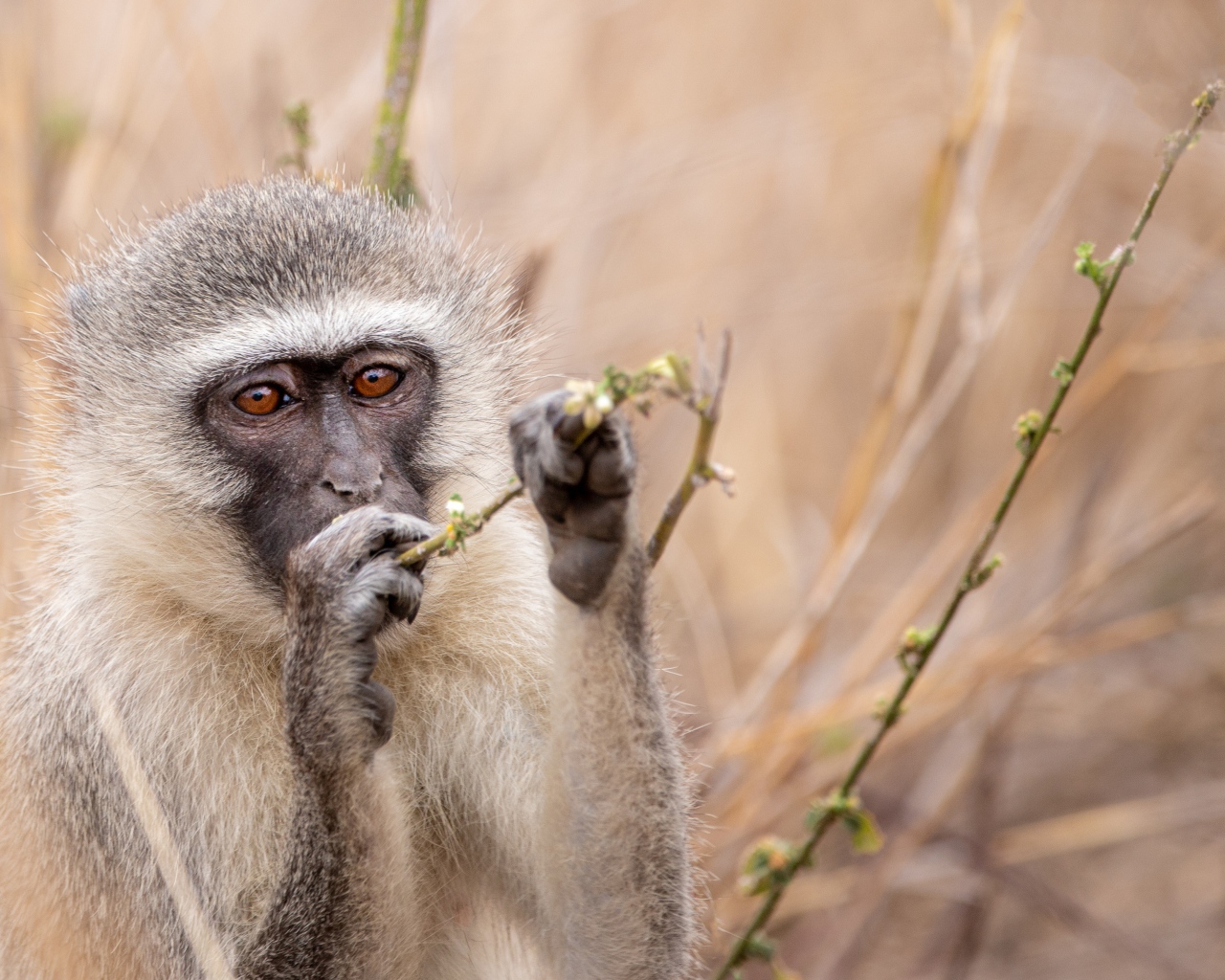 Обезьяна грызет ветку 