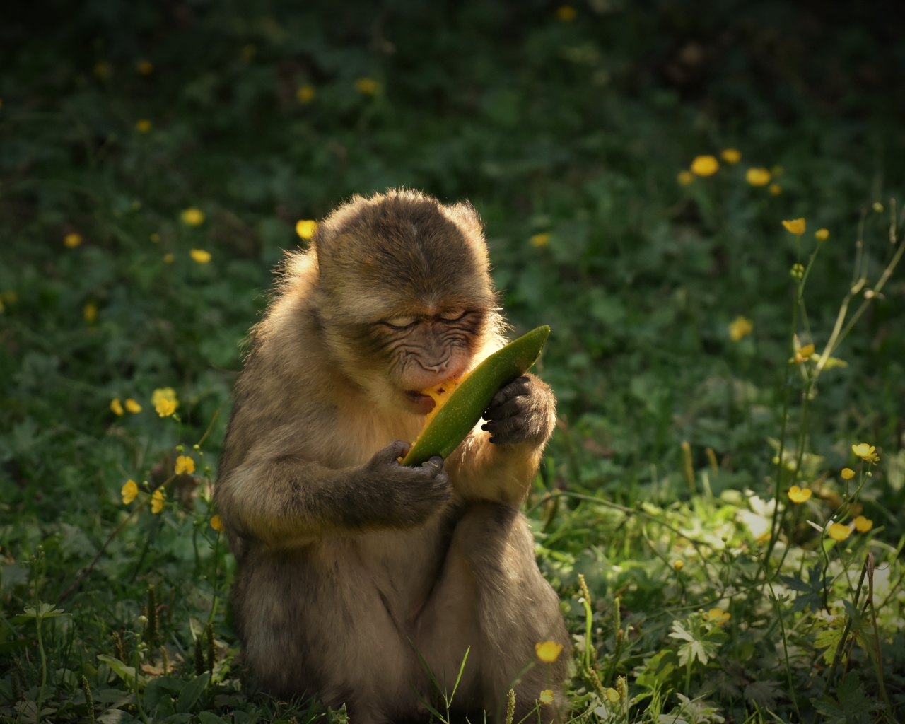 Обезьяна грызет плод манго 