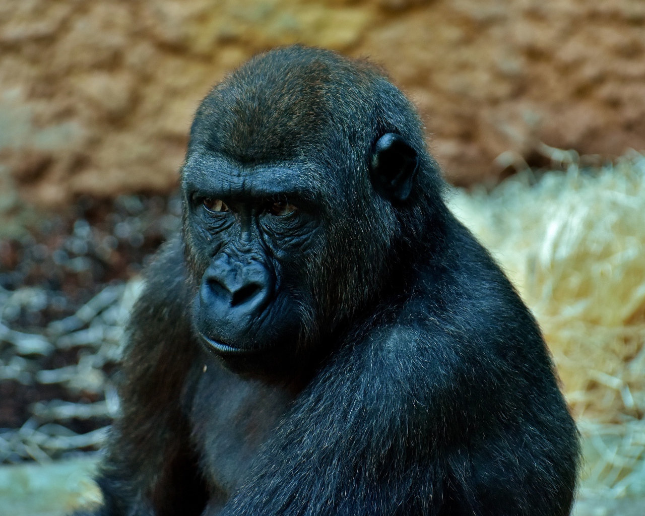 Большая задумчивая черная горилла в зоопарке 