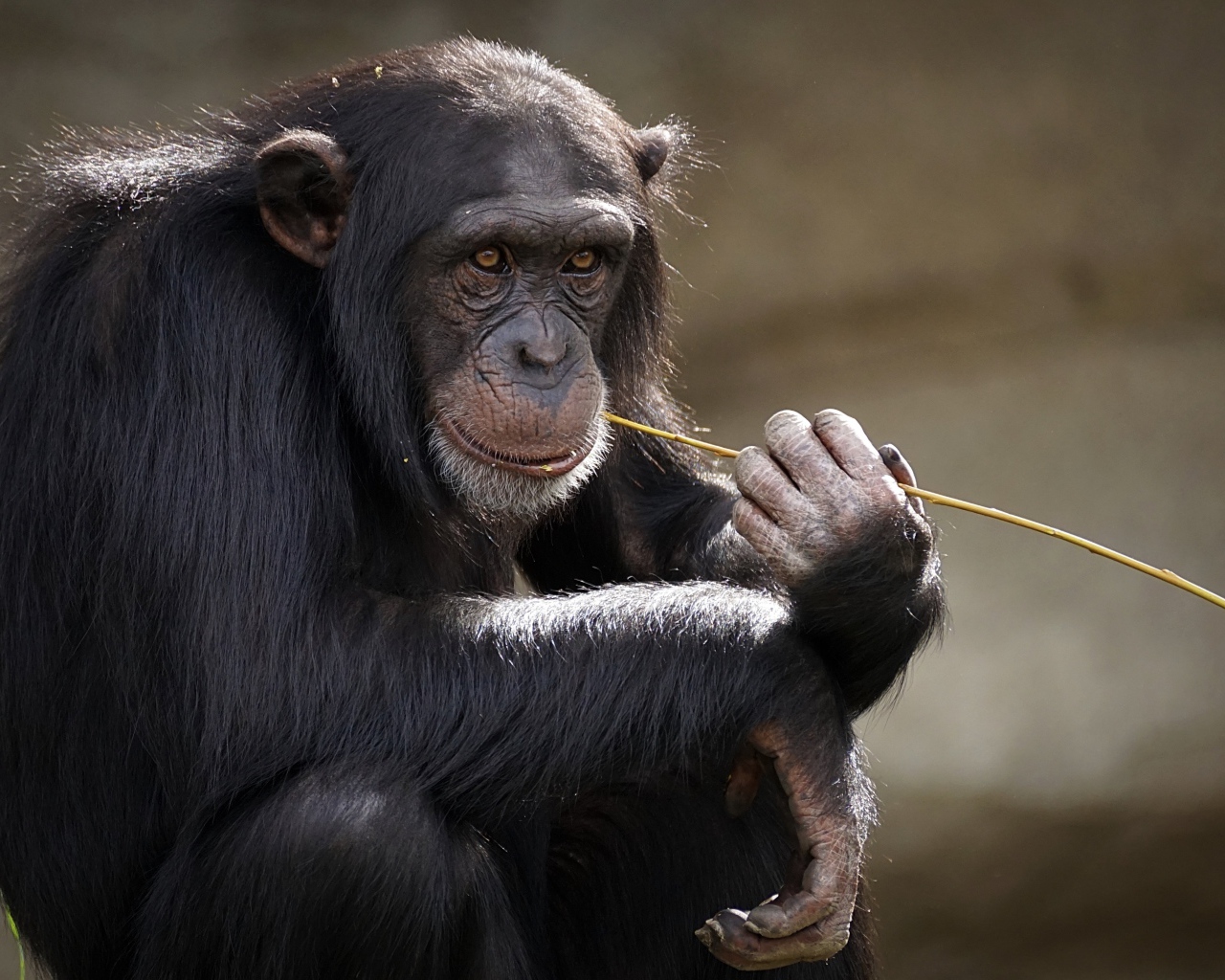 Шимпанзе с травой во рту