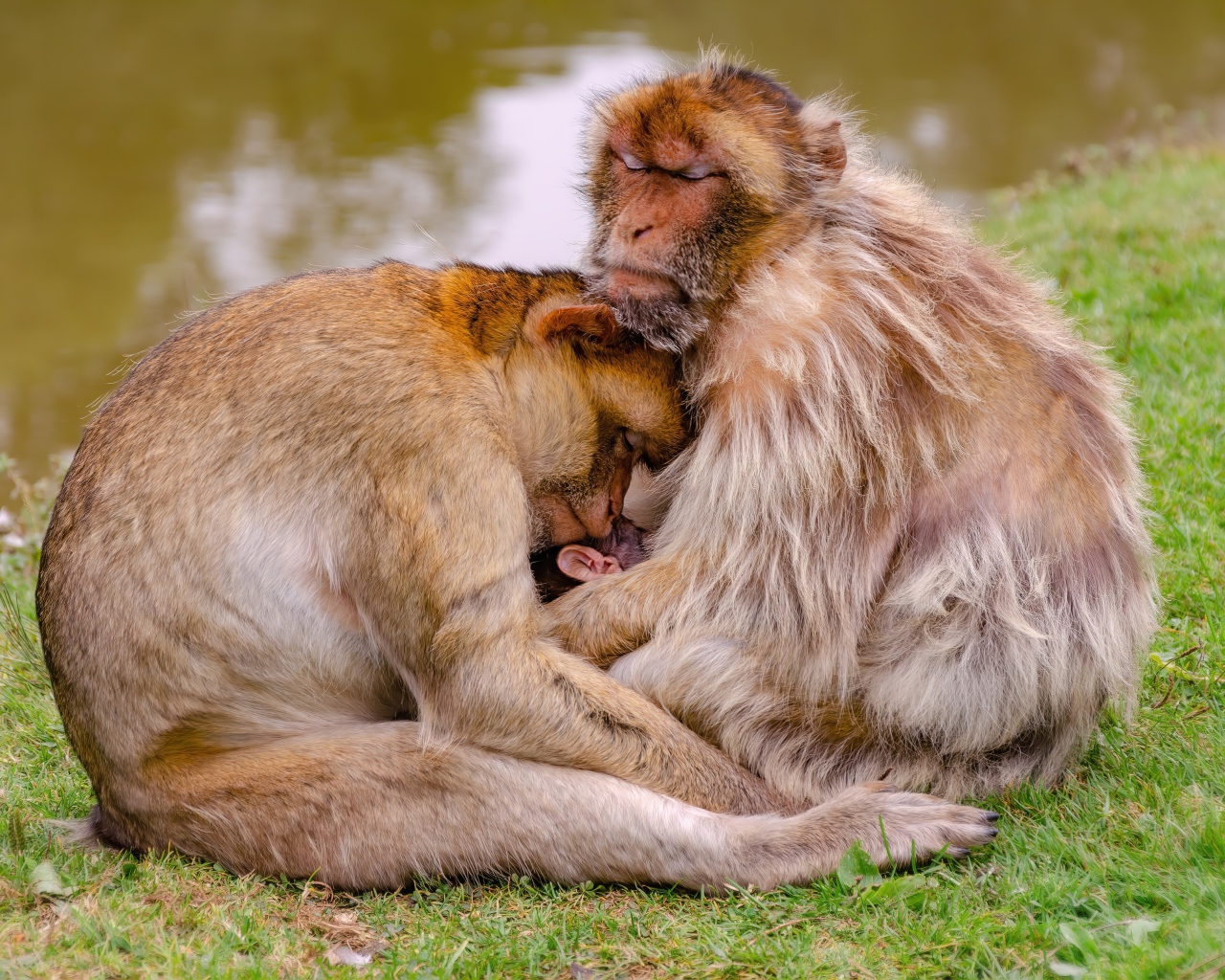 Семья варварской макаки у пруда