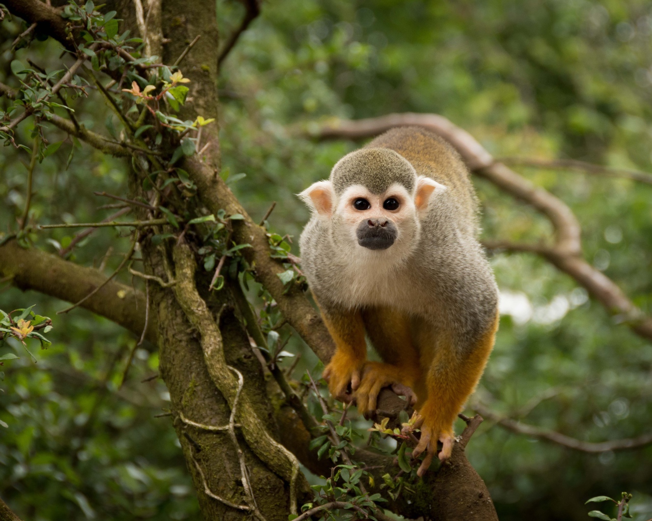Забавная обезьяна на дереве