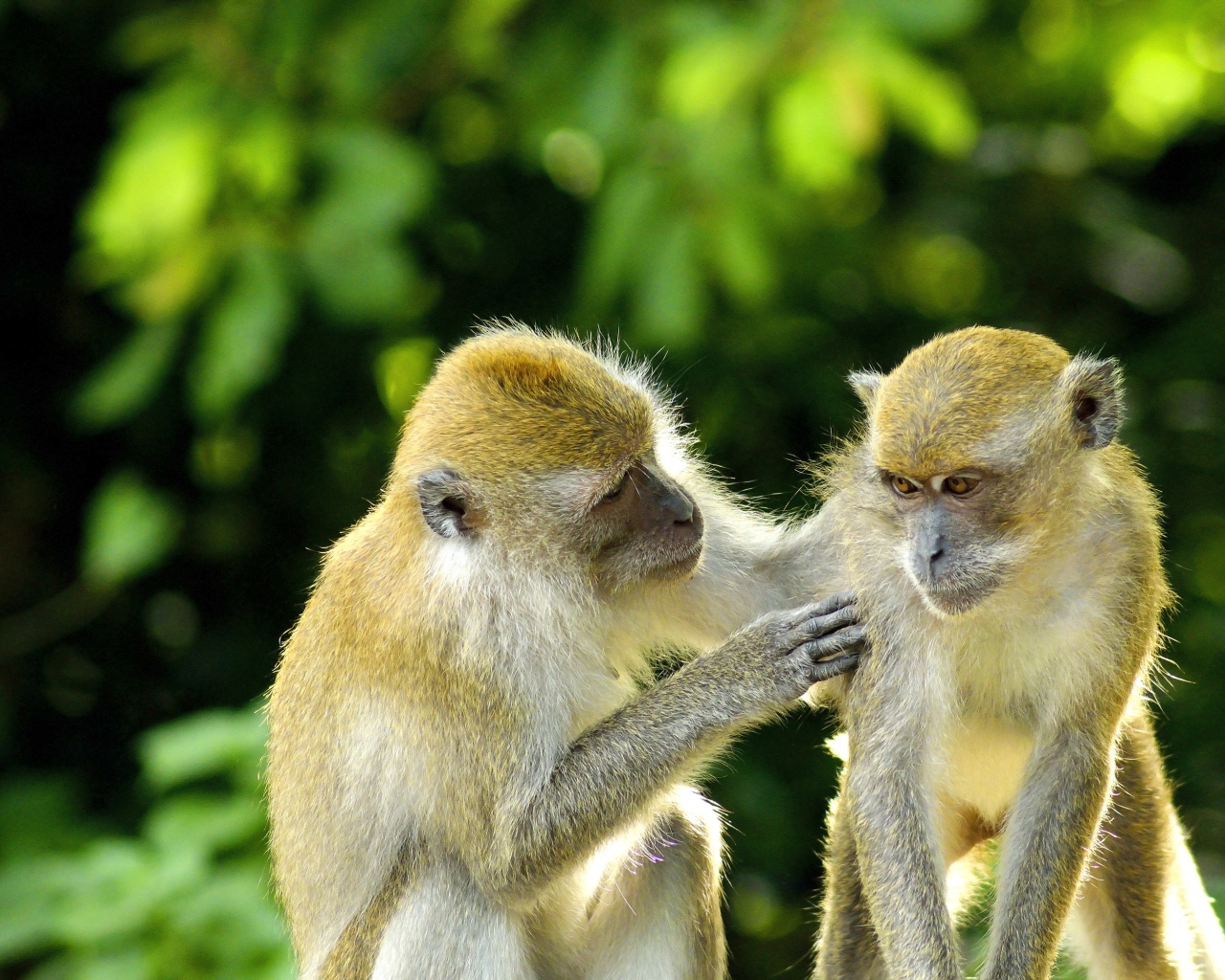 Две обезьяны на фоне листьев