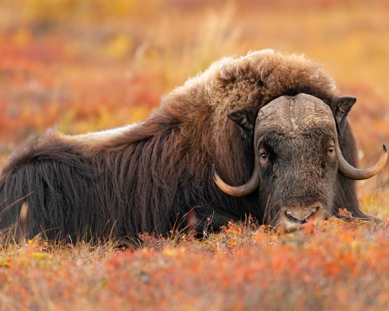 Большой овцебык лежит на траве