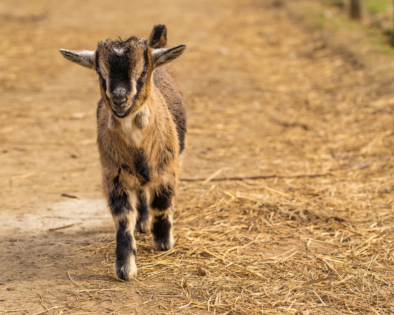Маленький козленок идет по земле