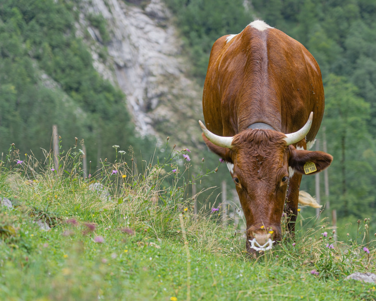Большая коричневая корова пасется на траве 