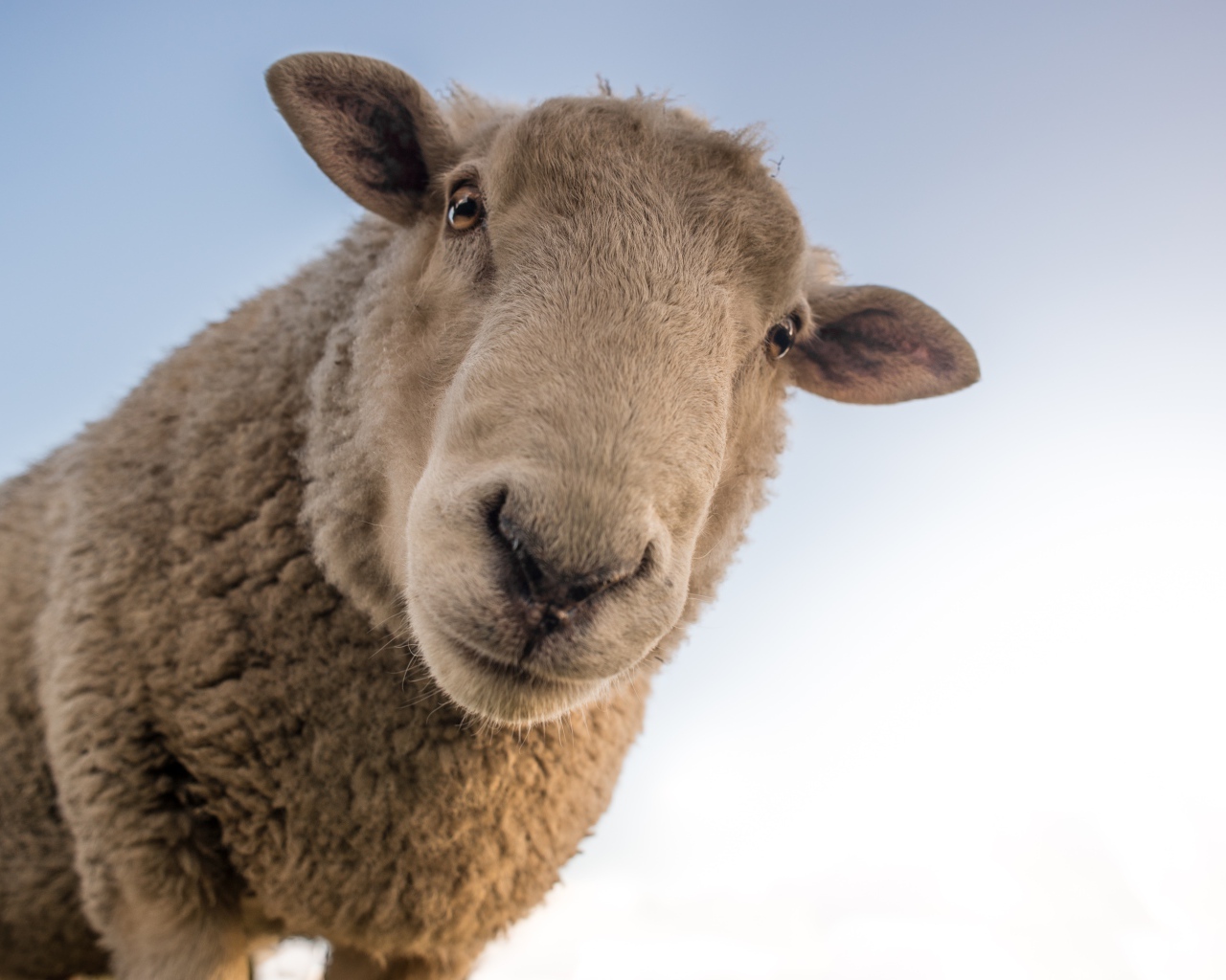 Большая любопытная овца смотрит в камеру