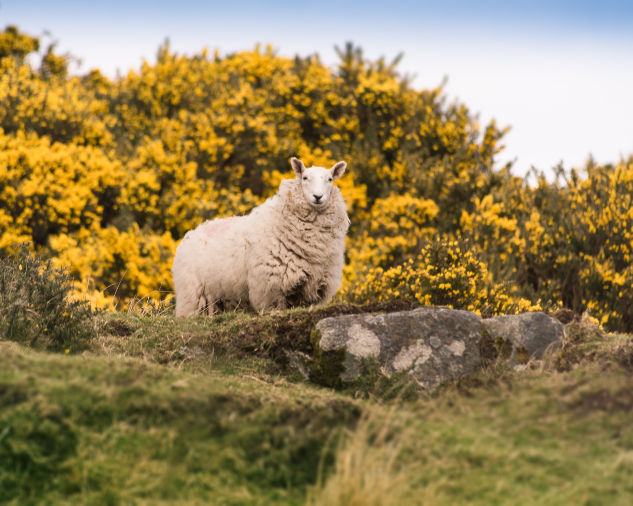 Большая пушистая овца стоит на камне