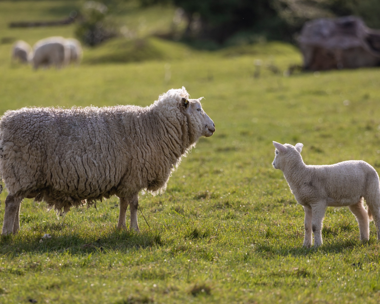 Большая пушистая овца с ягненком на поле 