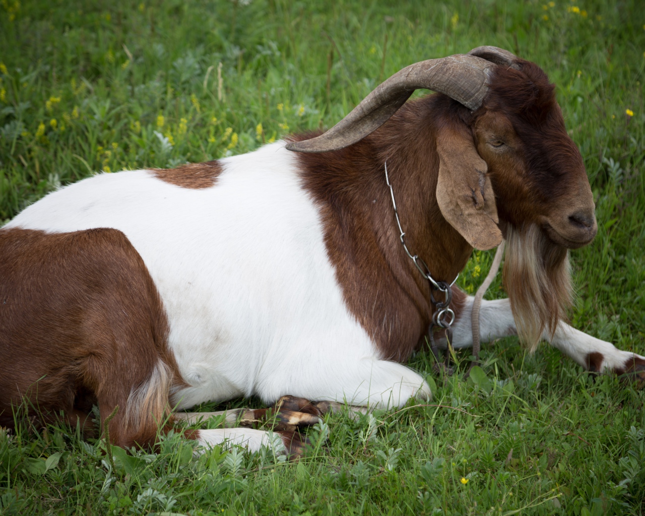 Большой козел лежит на зеленой траве